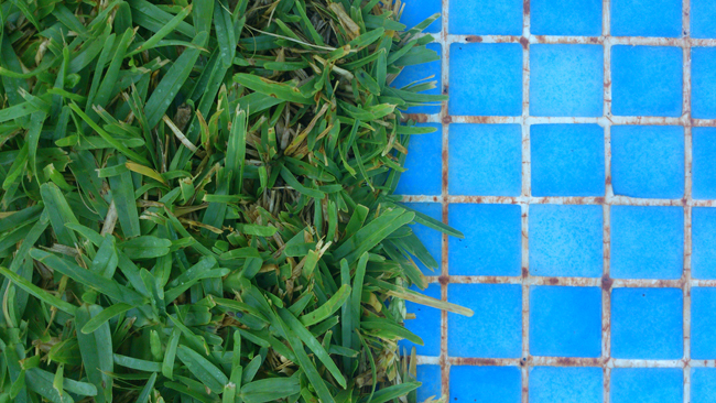 grass + pool