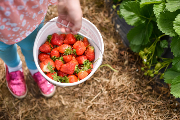 fun spring photo strawberries